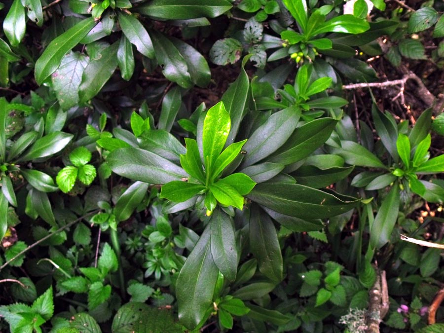 Dal Gargano. Daphne laureola